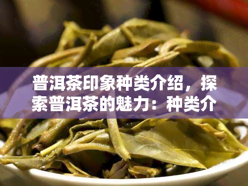 普洱茶印象种类介绍，探索普洱茶的魅力：种类介绍与品鉴指南