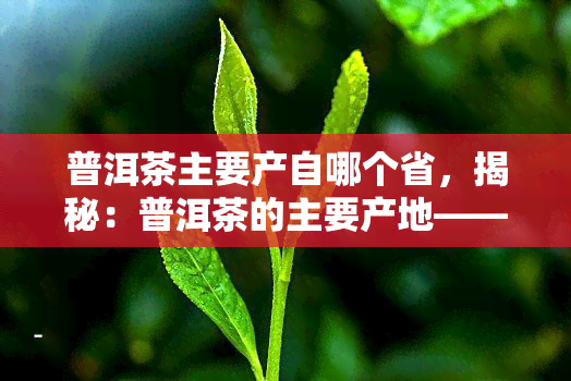 普洱茶主要产自哪个省，揭秘：普洱茶的主要产地——云南省