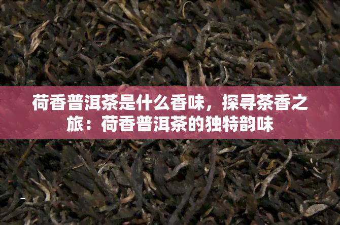 荷香普洱茶是什么香味，探寻茶香之旅：荷香普洱茶的独特韵味