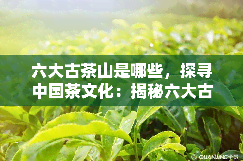 六大古茶山是哪些，探寻中国茶文化：揭秘六大古茶山的魅力