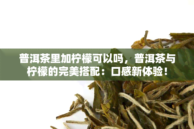 普洱茶里加柠檬可以吗，普洱茶与柠檬的完美搭配：口感新体验！