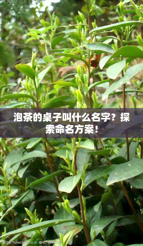 泡茶的桌子叫什么名字？探索命名方案！