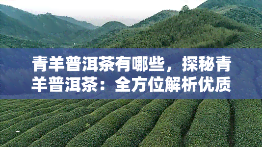 青羊普洱茶有哪些，探秘青羊普洱茶：全方位解析优质茶叶选择