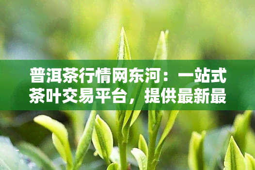 普洱茶行情网东河：一站式茶叶交易平台，提供最新最全的普洱茶行情信息和交易服务。