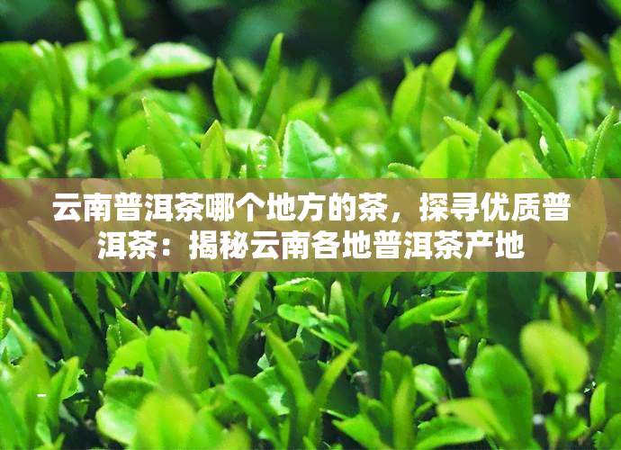 云南普洱茶哪个地方的茶，探寻优质普洱茶：揭秘云南各地普洱茶产地