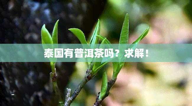 泰国有普洱茶吗？求解！