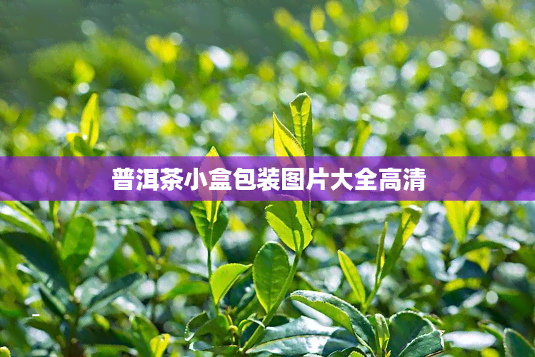 普洱茶小盒包装图片大全高清