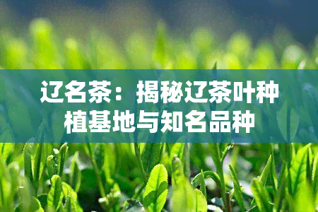 辽名茶：揭秘辽茶叶种植基地与知名品种