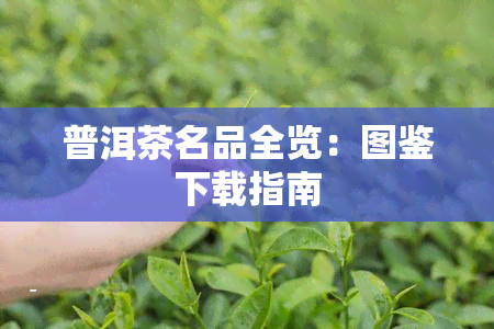 普洱茶名品全览：图鉴下载指南