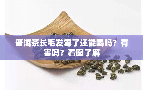 普洱茶长毛发霉了还能喝吗？有害吗？看图了解