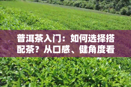 普洱茶入门：如何选择搭配茶？从口感、健角度看，哪种茶更适合初学者？