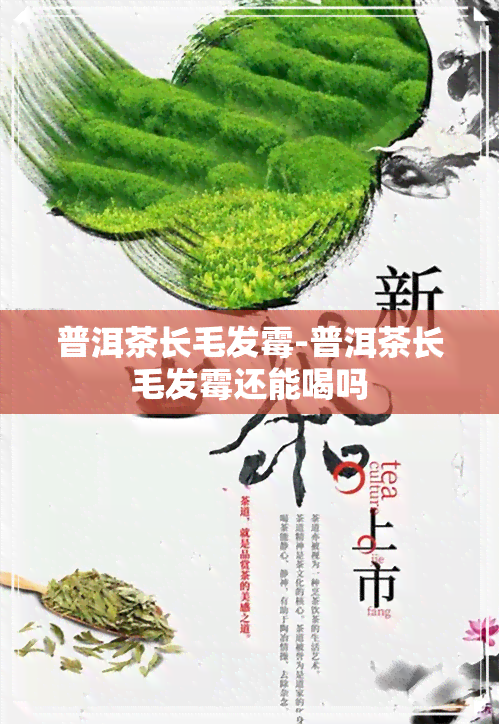 普洱茶长毛发霉-普洱茶长毛发霉还能喝吗