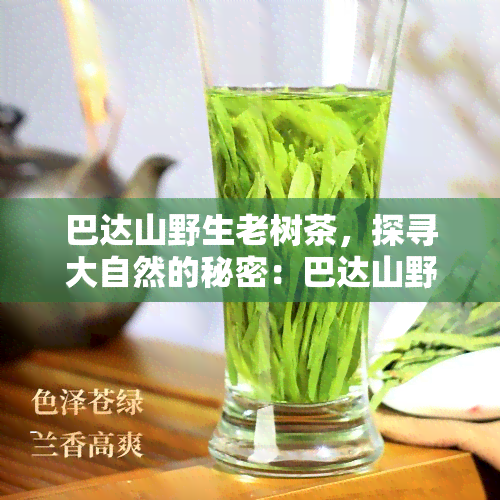 巴达山野生老树茶，探寻大自然的秘密：巴达山野生老树茶的魅力