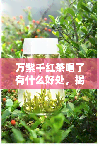 万紫千红茶喝了有什么好处，揭秘万紫千红茶的好处：为何它备受推崇？