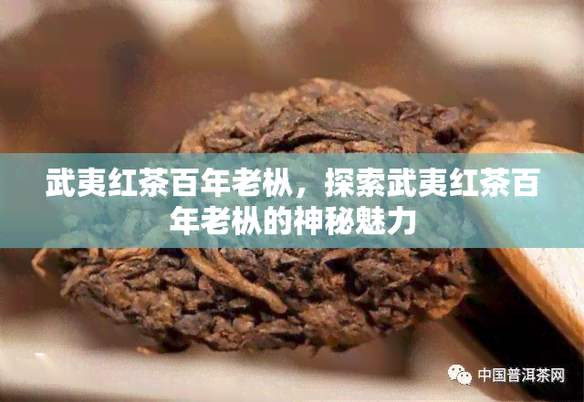 武夷红茶百年老枞，探索武夷红茶百年老枞的神秘魅力