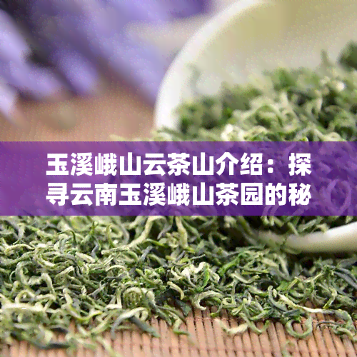 玉溪峨山云茶山介绍：探寻云南玉溪峨山茶园的秘密