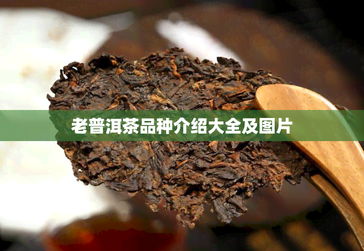 老普洱茶品种介绍大全及图片