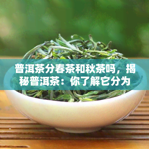 普洱茶分春茶和秋茶吗，揭秘普洱茶：你了解它分为春茶和秋茶吗？