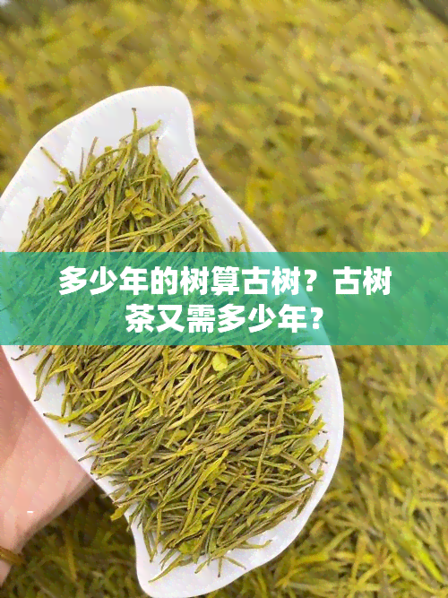 多少年的树算古树？古树茶又需多少年？