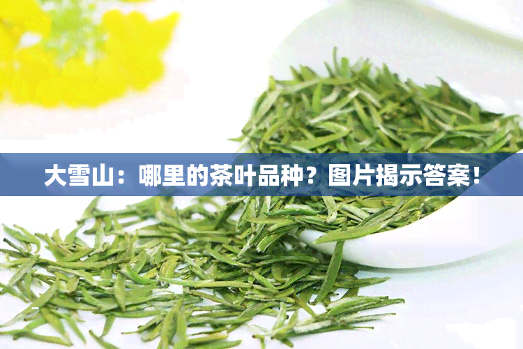 大雪山：哪里的茶叶品种？图片揭示答案！