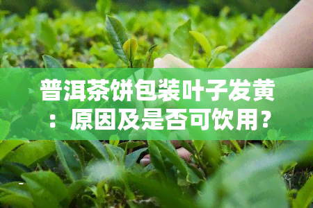 普洱茶饼包装叶子发黄：原因及是否可饮用？