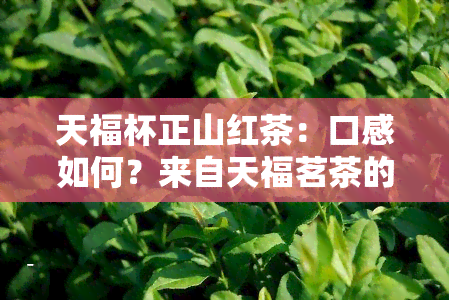 天福杯正山红茶：口感如何？来自天福茗茶的评价