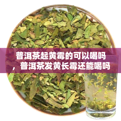 普洱茶起黄霉的可以喝吗，普洱茶发黄长霉还能喝吗？专家告诉你真相