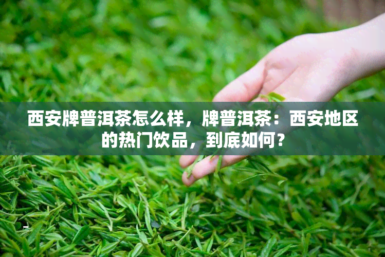 西安牌普洱茶怎么样，牌普洱茶：西安地区的热门饮品，到底如何？