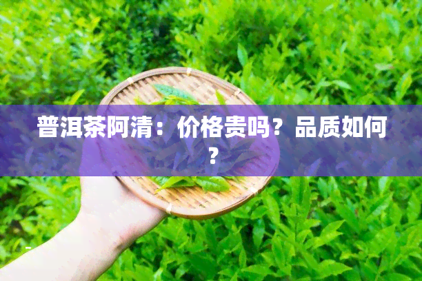 普洱茶阿清：价格贵吗？品质如何？