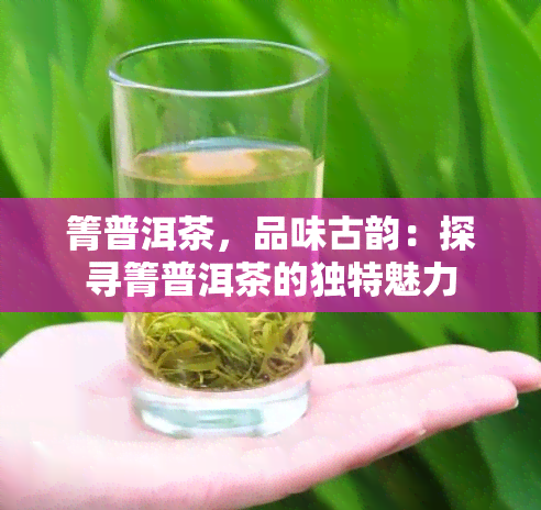 箐普洱茶，品味古韵：探寻箐普洱茶的独特魅力