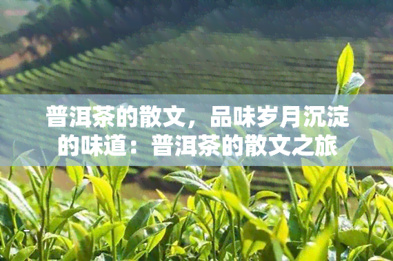 普洱茶的散文，品味岁月沉淀的味道：普洱茶的散文之旅