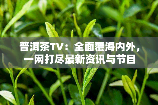 普洱茶TV：全面覆海内外，一网打尽最新资讯与节目