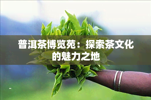 普洱茶博览苑：探索茶文化的魅力之地