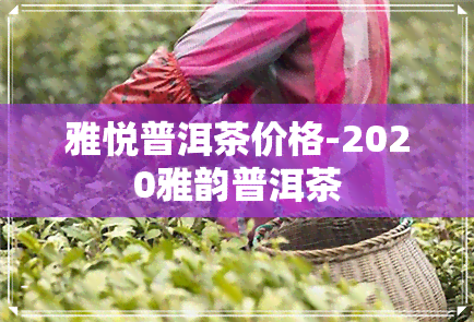 雅悦普洱茶价格-2020雅韵普洱茶