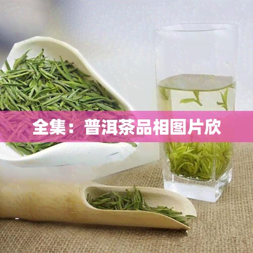 全集：普洱茶品相图片欣