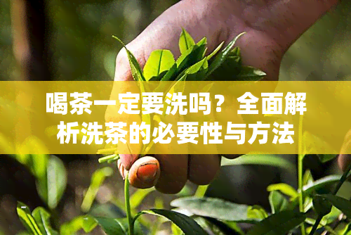 喝茶一定要洗吗？全面解析洗茶的必要性与方法