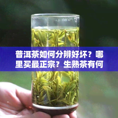 普洱茶如何分辨好坏？哪里买最正宗？生熟茶有何区别？