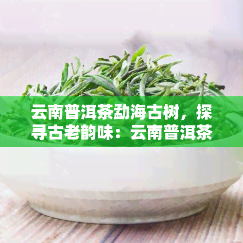 云南普洱茶勐海古树，探寻古老韵味：云南普洱茶勐海古树的魅力