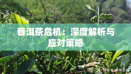 普洱茶危机：深度解析与应对策略