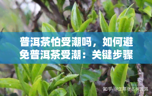 普洱茶怕受潮吗，如何避免普洱茶受潮：关键步骤和技巧