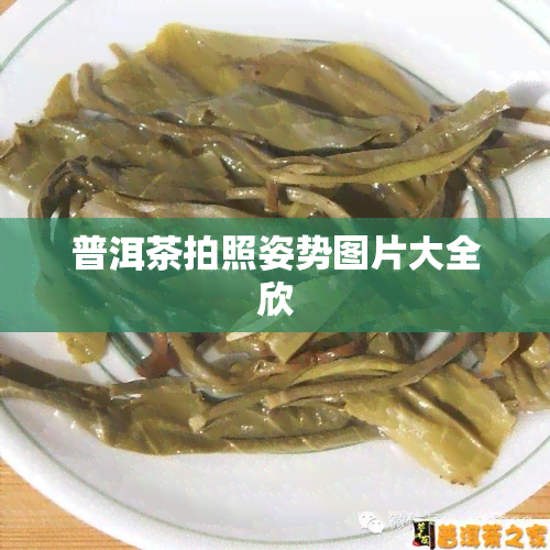 普洱茶拍照姿势图片大全欣