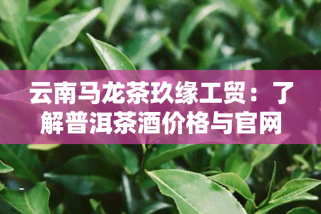 云南马龙茶玖缘工贸：了解普洱茶价格与官网信息