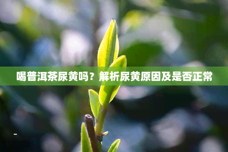 喝普洱茶尿黄吗？解析尿黄原因及是否正常