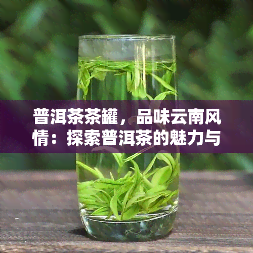 普洱茶茶罐，品味云南风情：探索普洱茶的魅力与保存方法