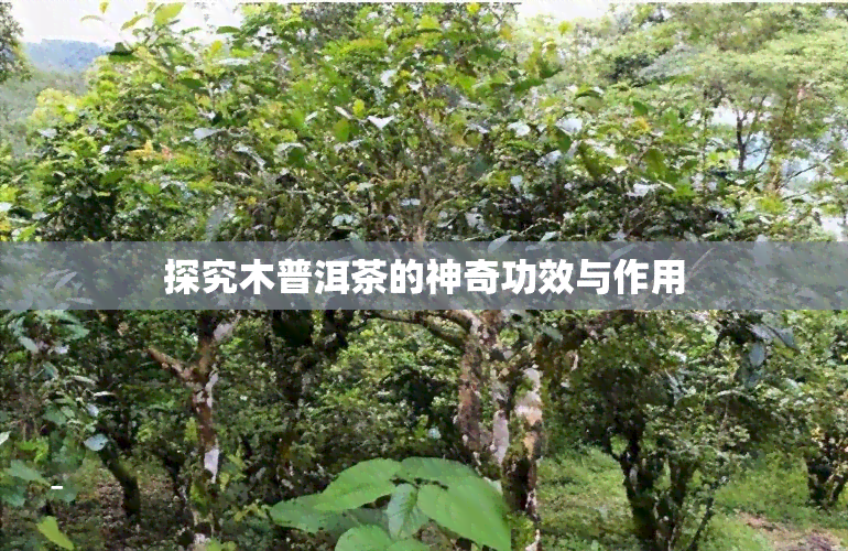 探究木普洱茶的神奇功效与作用