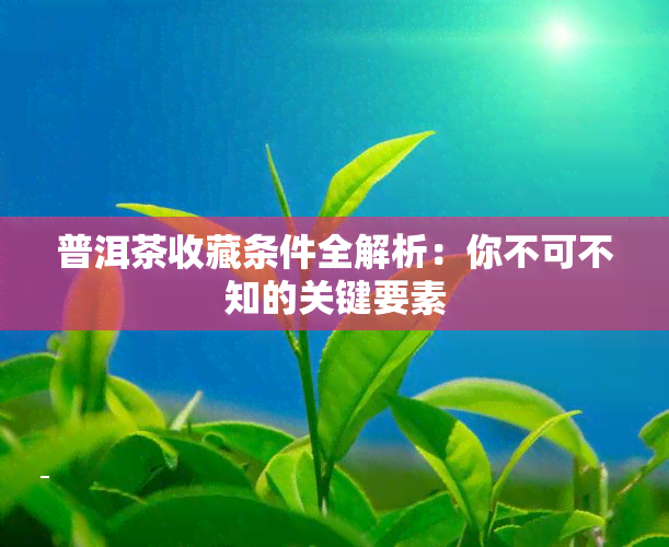 普洱茶收藏条件全解析：你不可不知的关键要素