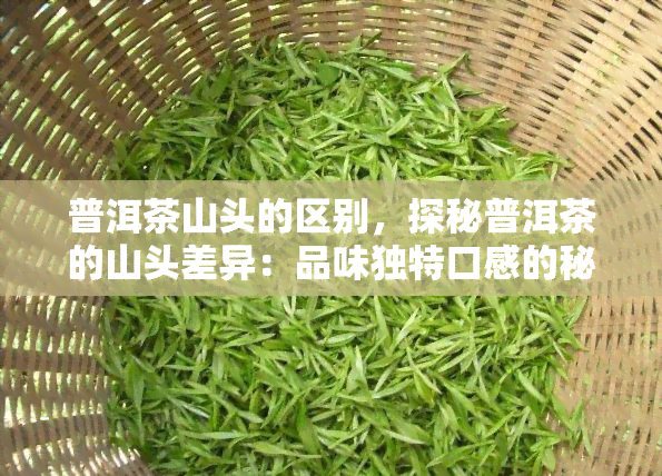 普洱茶山头的区别，探秘普洱茶的山头差异：品味独特口感的秘密