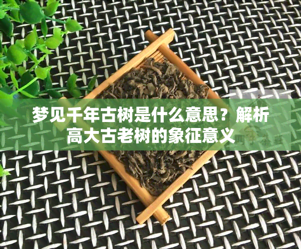 梦见千年古树是什么意思？解析高大古老树的象征意义