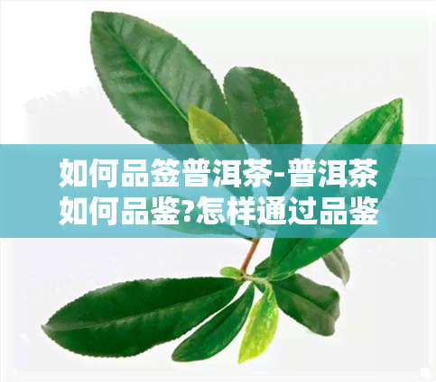 如何品签普洱茶-普洱茶如何品鉴?怎样通过品鉴判断普洱茶的品质!