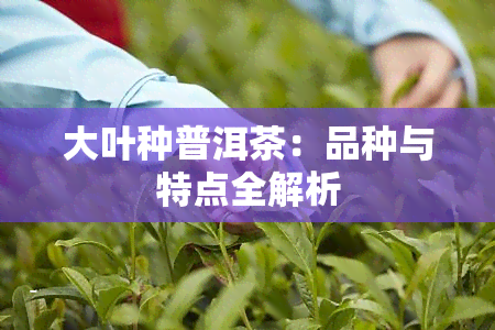 大叶种普洱茶：品种与特点全解析